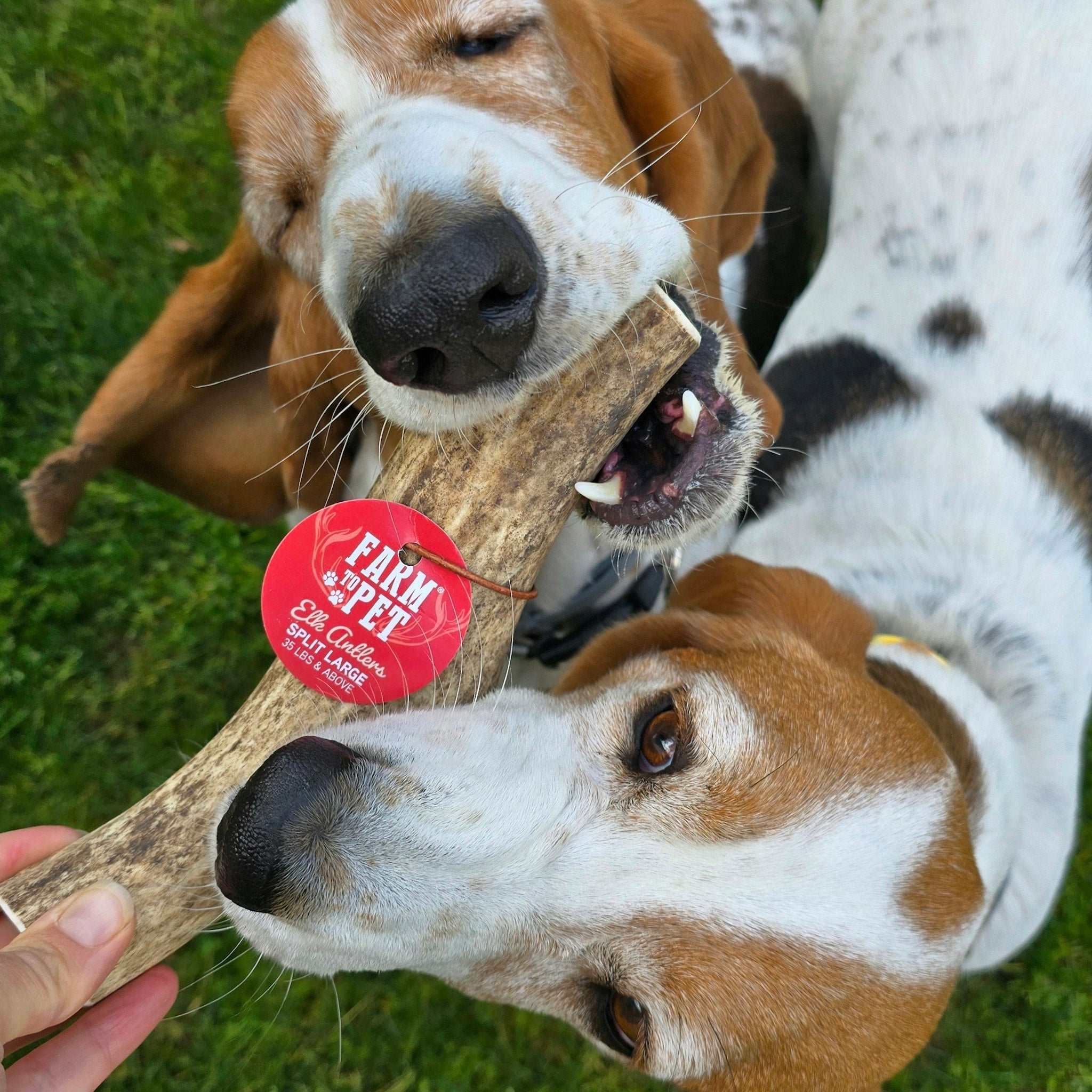 Split Elk Antlers for Dogs | All-Natural Antler Dog Chews