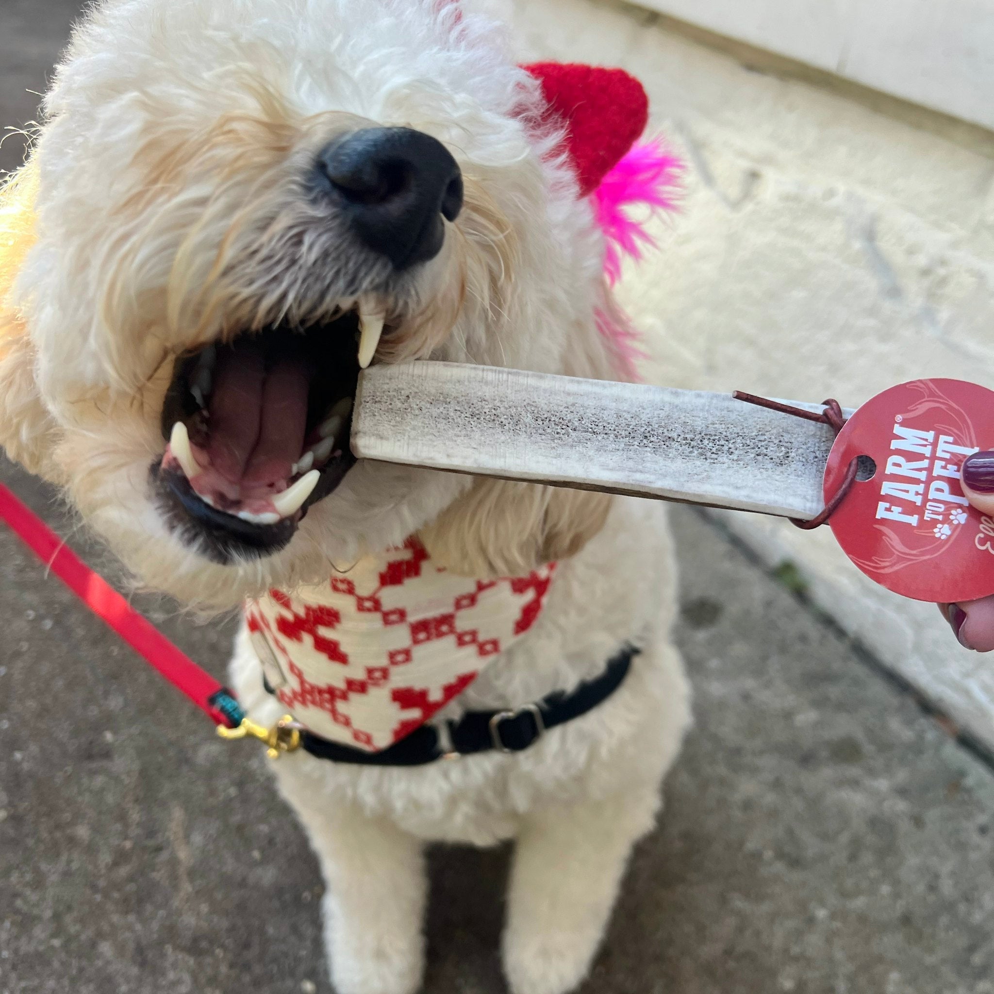 Split Elk Antlers for Dogs | All-Natural Antler Dog Chews