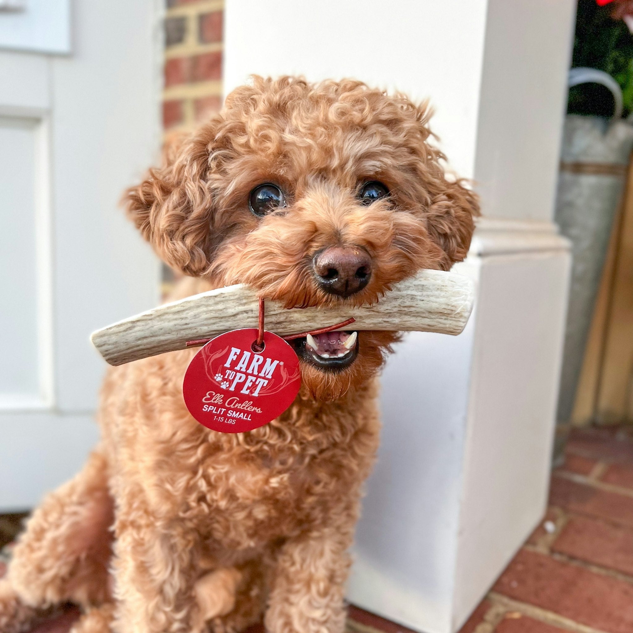 Split Elk Antlers for Dogs | All-Natural Antler Dog Chews