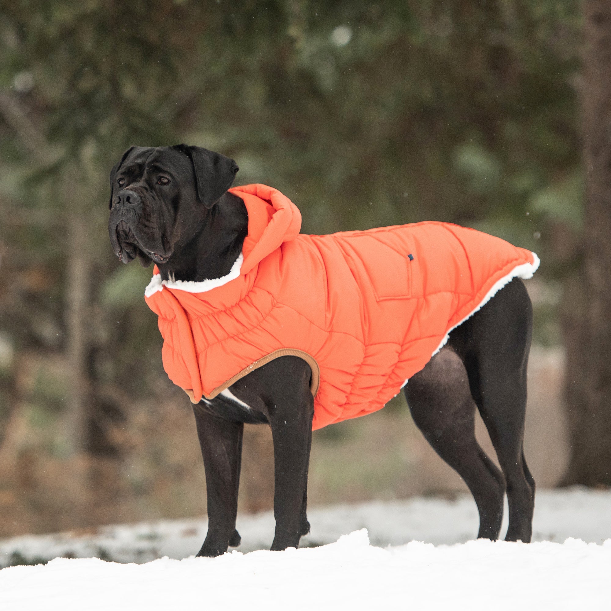 The Puff Parka - Orange