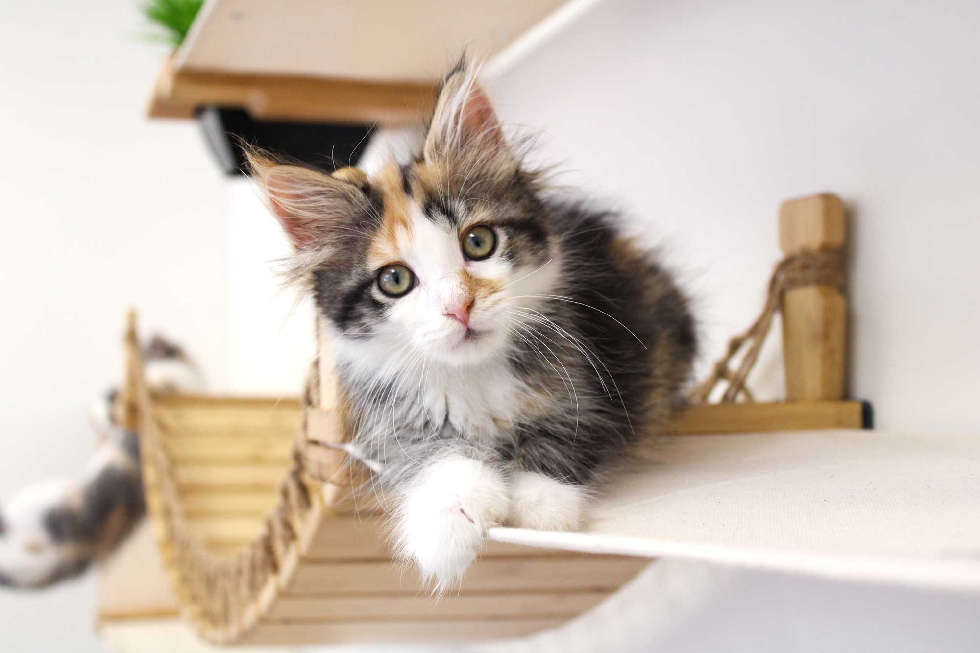 The Juggernaut (Wall-Mounted Cat Tree/Condo) - by Catastrophic Creations