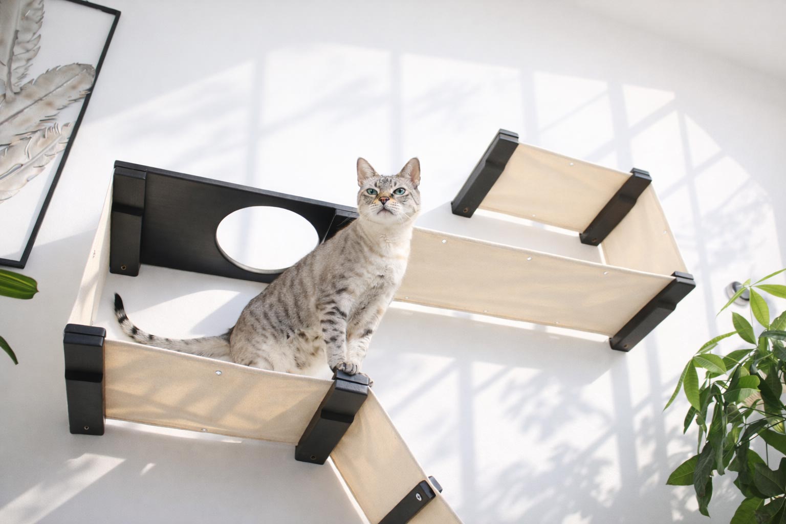 The Play Cat Condo - A Wall-Mounted Cat Tree - by Catastrophic Creations