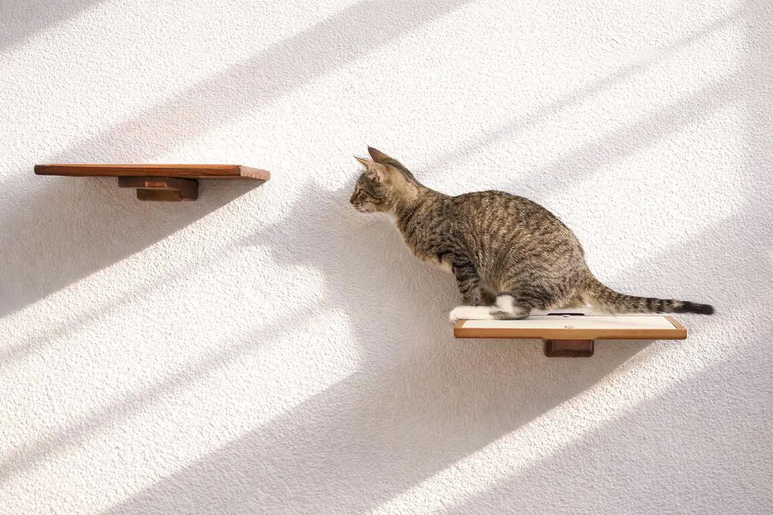 Cat Perch (Shelf) for Wall - by Catastrophic Creations