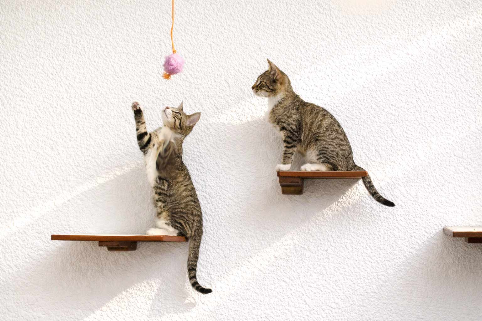 Cat Perch (Shelf) for Wall - by Catastrophic Creations