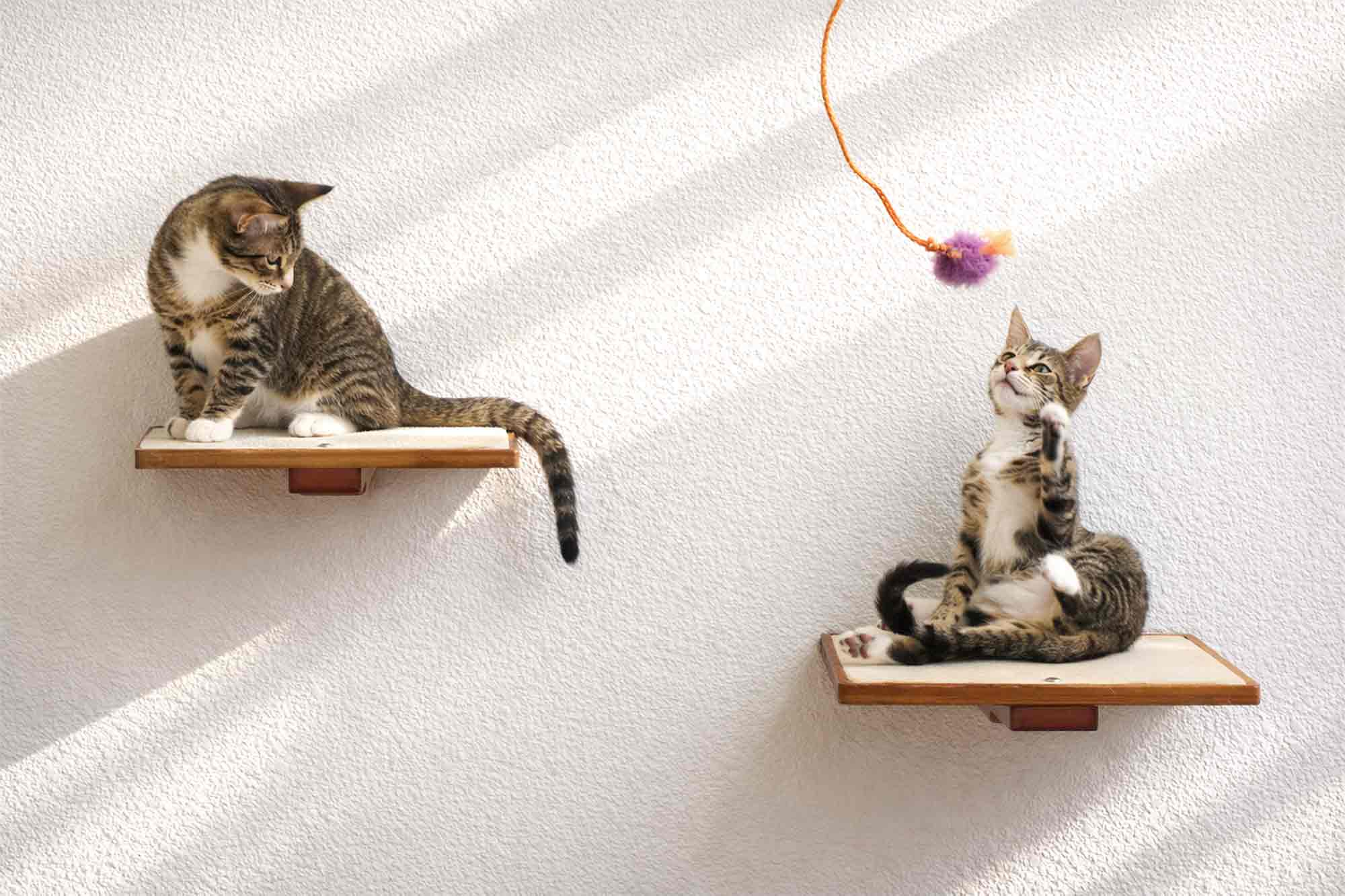 Cat Perch (Shelf) for Wall - by Catastrophic Creations