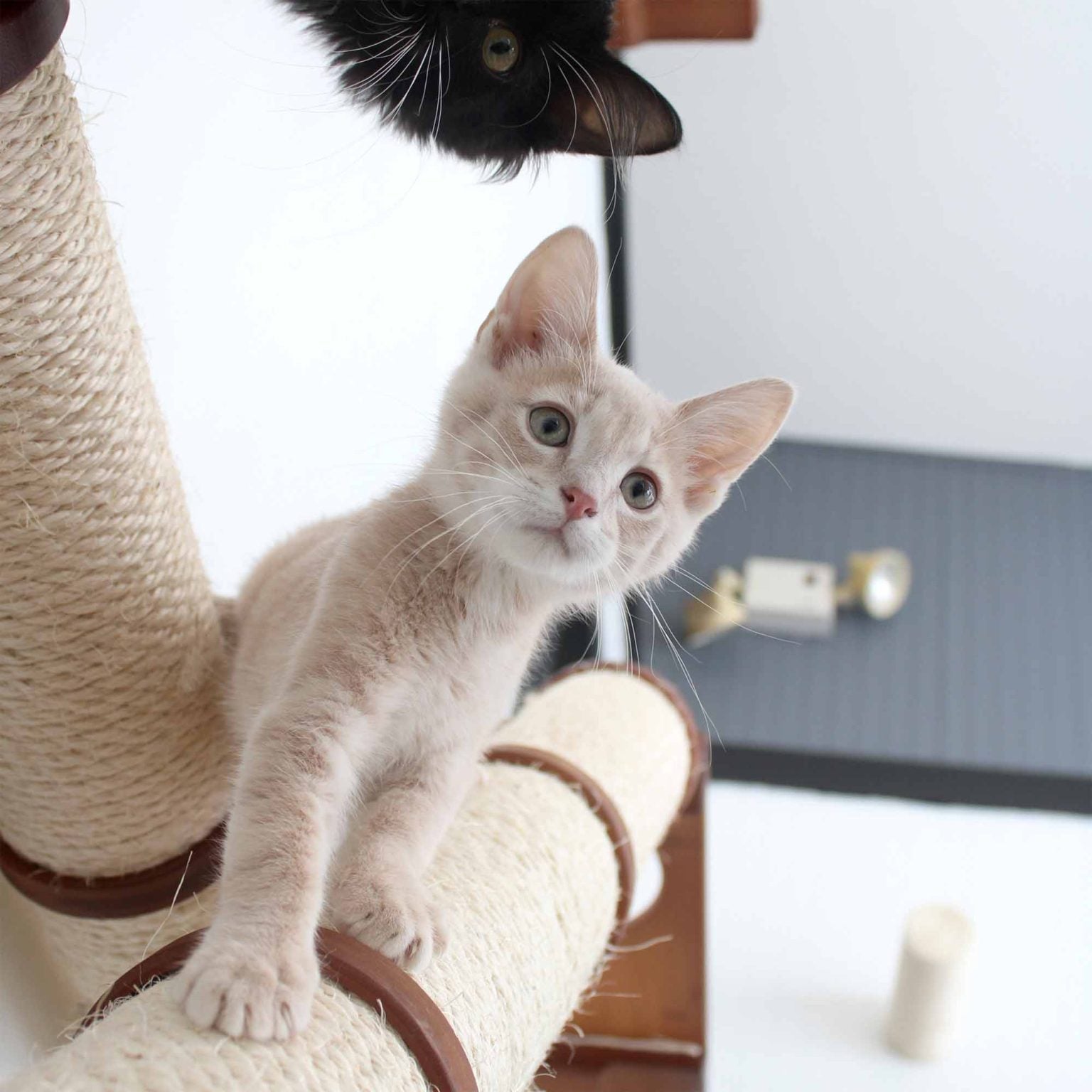 The Crossroads Wall Cat Scratcher - Cat Tree Condo - by Catastrophic Creations