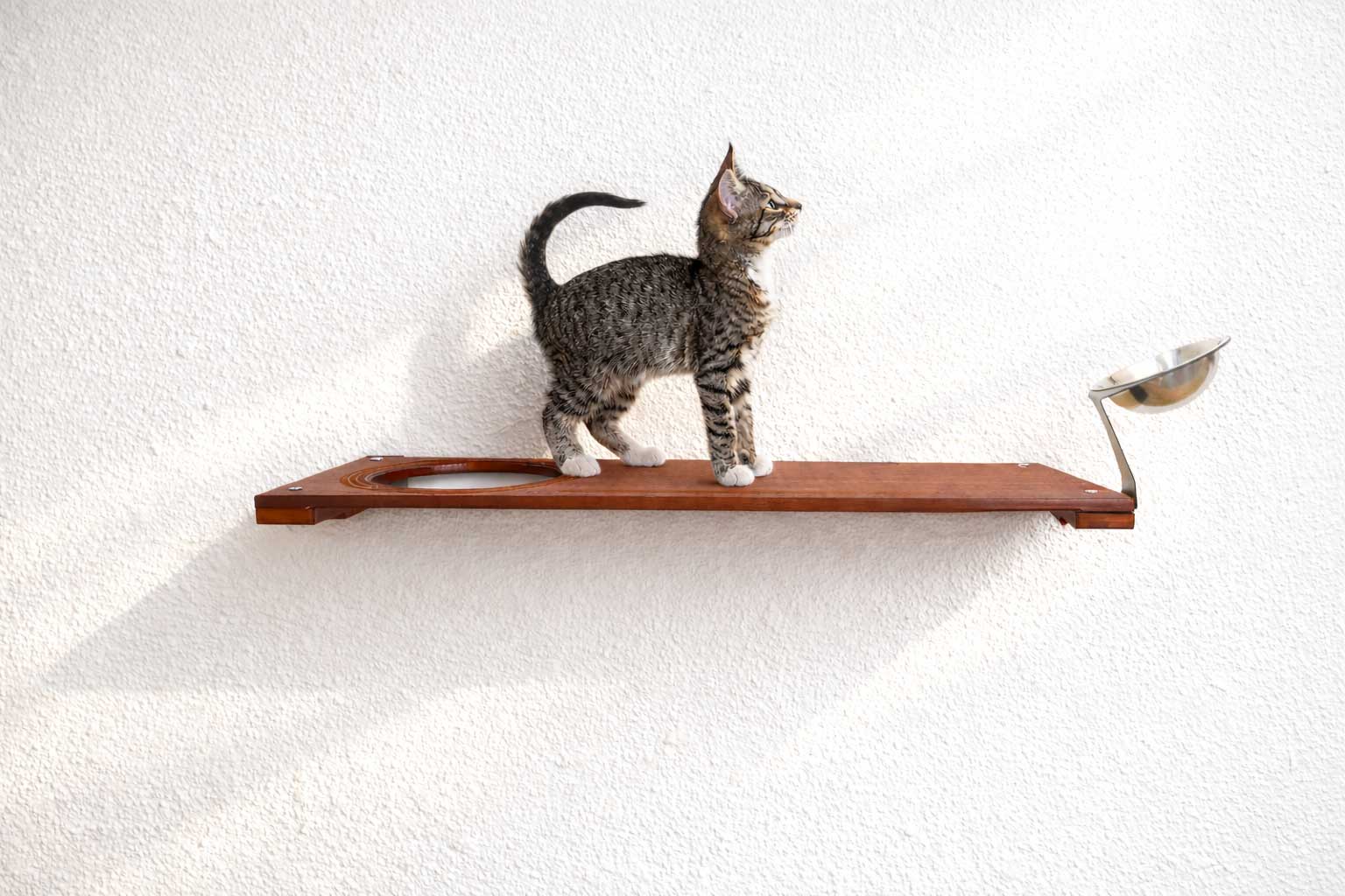 Wall-Mounted Cat Feeding Shelf - by Catastrophic Creations