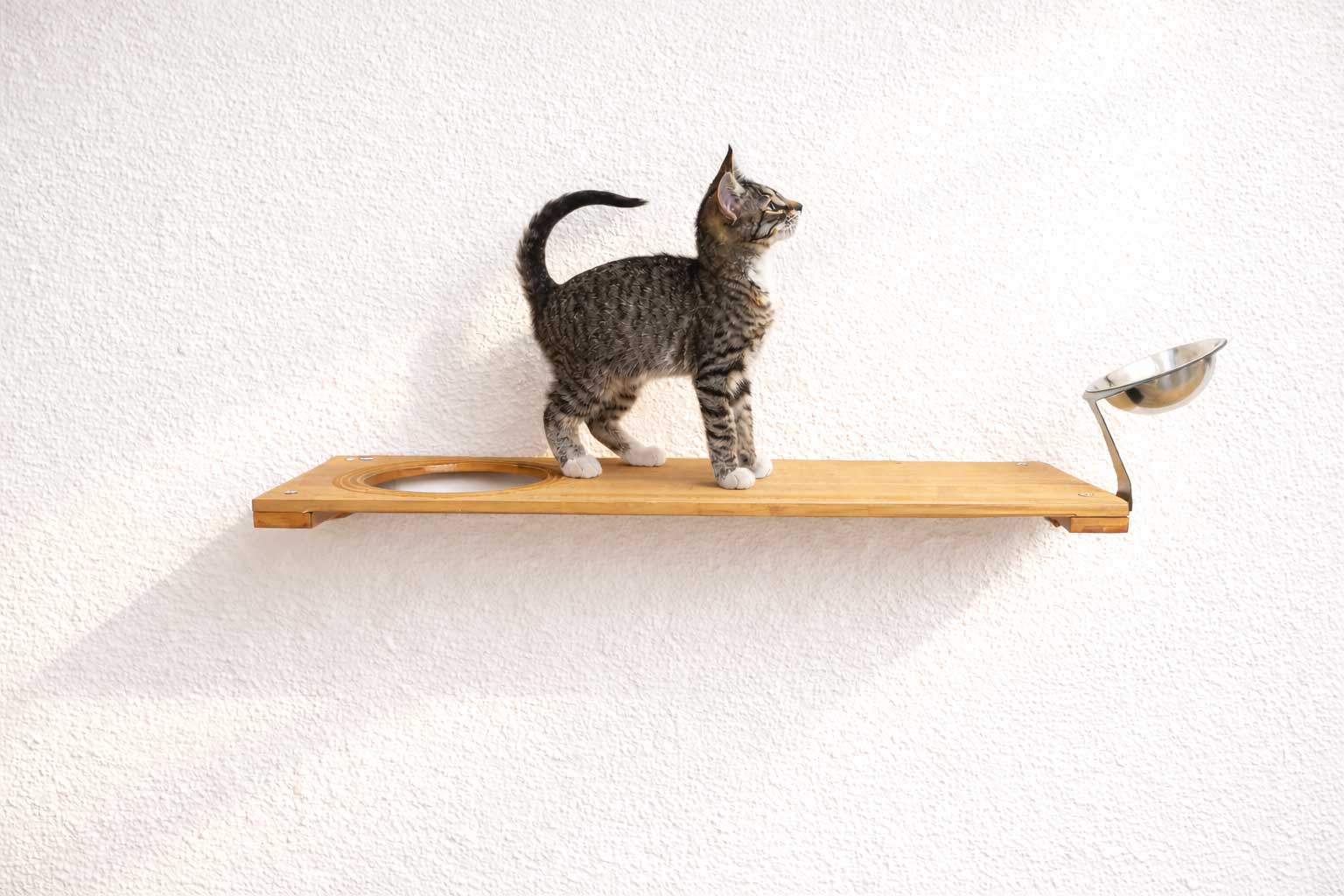 Wall-Mounted Cat Feeding Shelf - by Catastrophic Creations