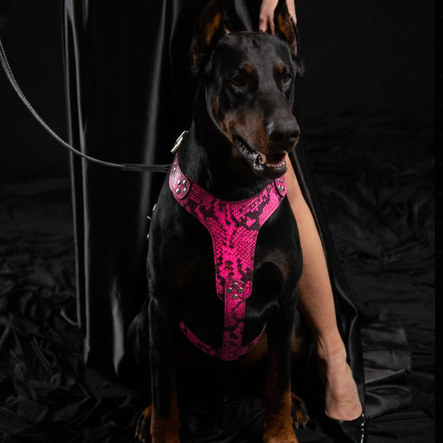 The ''Rock Python'' harness PINK