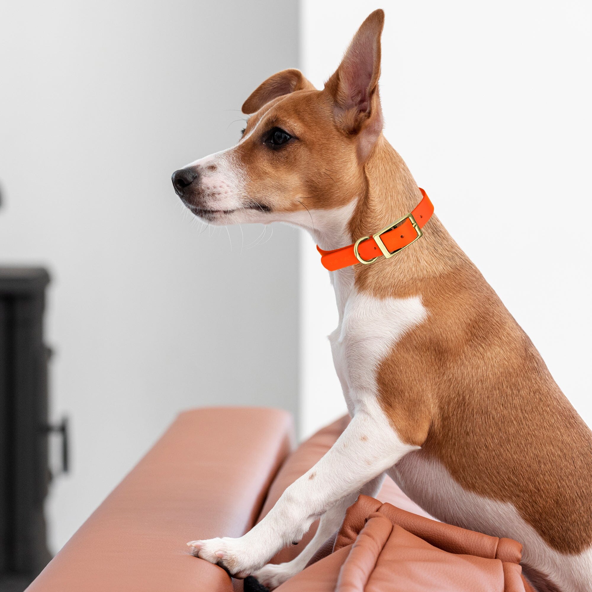 Viper Biothane Waterproof Dog Collar - Brass Hardware - 1.5in Wide - Size XL (20" - 24")