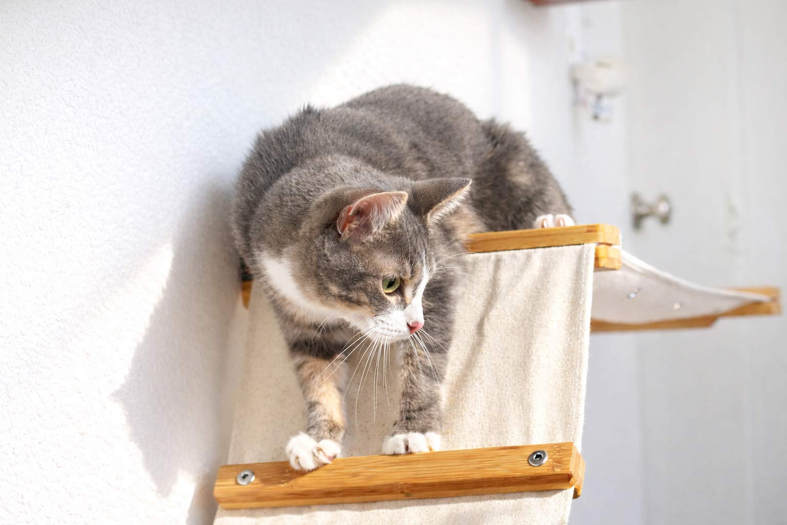 The Lift: Cat Wall Ramp with Hammock Bed - by Catastrophic Creations