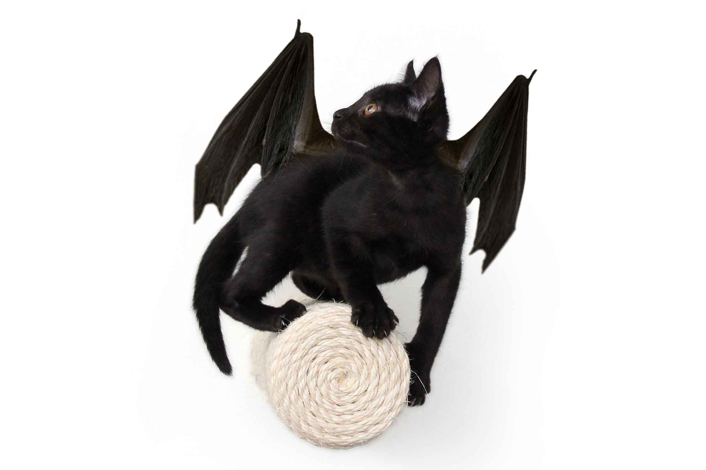 Floating Cat Step for Wall